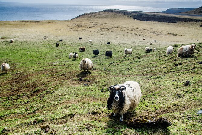 Reykjavik - Westman Islands (Bus transfer to Landeyjahöfn) - Your Westman Islands visit begins separately
