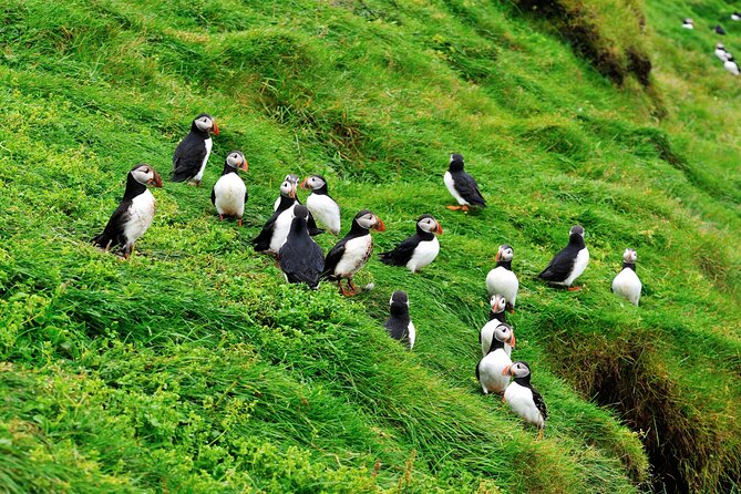 Reykjavik - Westman Islands (Bus transfer to Landeyjahöfn) - What $60 buys you
