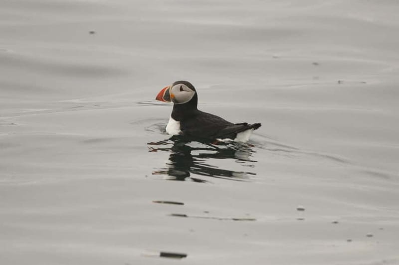 Reykjavik: Whale and Puffin Watching RIB Boat Tour - Weather, comfort, and practical preparation