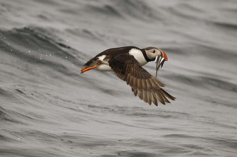 Reykjavik: Whale and Puffin Watching RIB Boat Tour - Who will enjoy this tour most