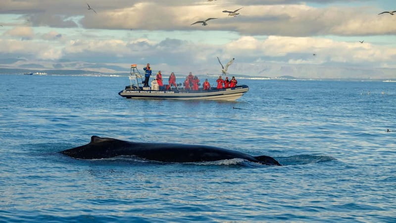 Reykjavik: Whale and Puffin Watching RIB Boat Tour - The RIB ride: speed, spray, and open views