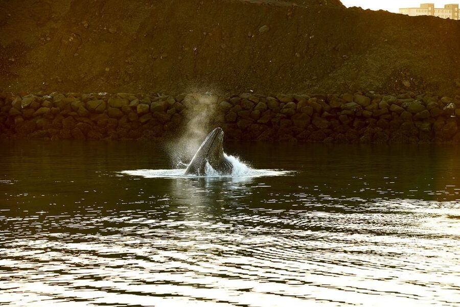 Reykjavik: Whale & Marine Adventure Tour - How the Three-Hour Schedule Works