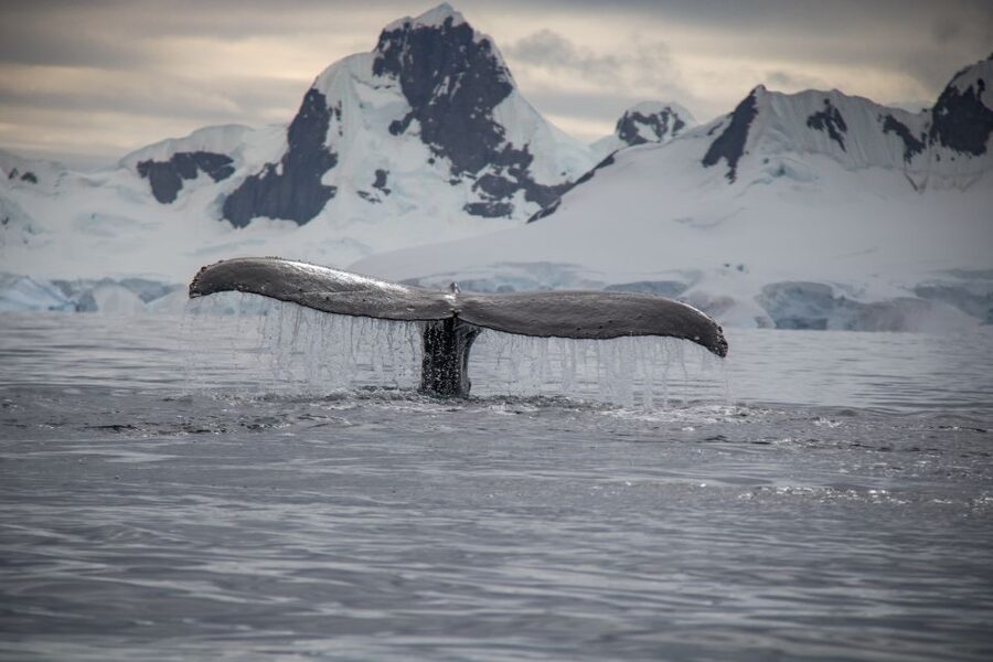 Reykjavik: Whale & Marine Adventure Tour - Comfort, Food, and Small Practical Details