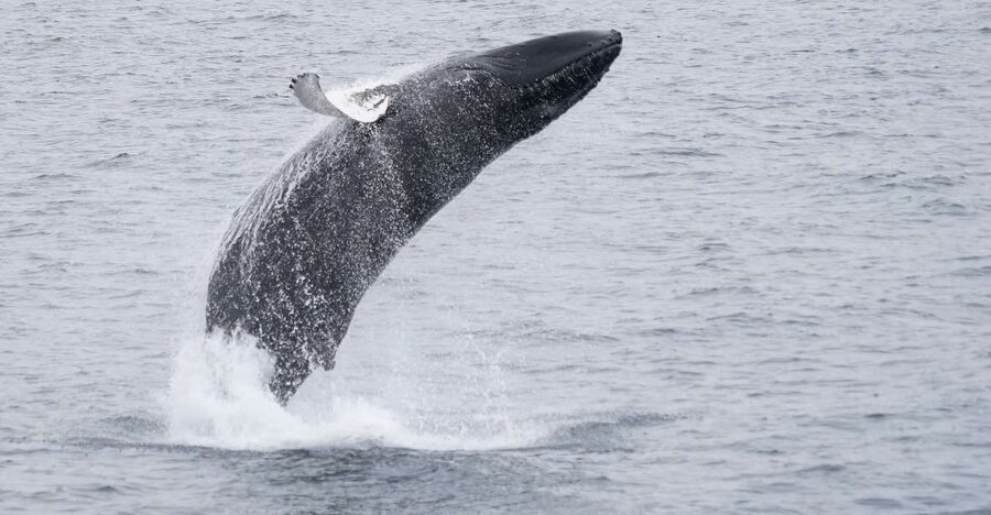 Reykjavik: Whale & Marine Adventure Tour - Booking Advice for Your Reykjavík Schedule