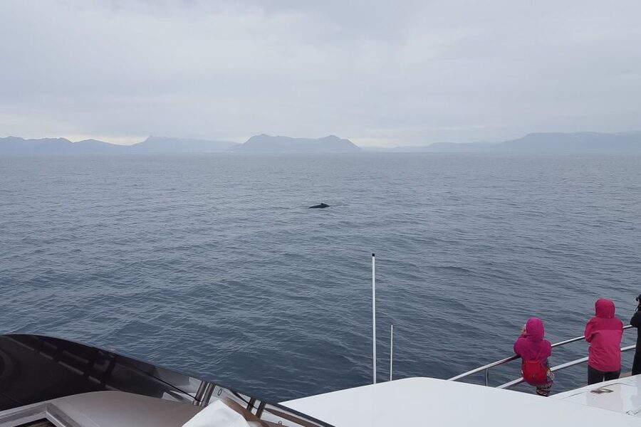 Reykjavik: Whale Watching and Dolphin Watching Yacht Cruise - Practical booking advice for your Reykjavik schedule