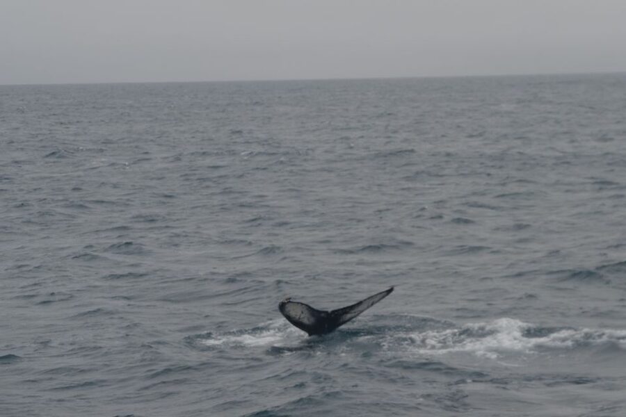 Reykjavik: Whale Watching and Dolphin Watching Yacht Cruise - Meeting humpback whales, minke whales, and dolphins