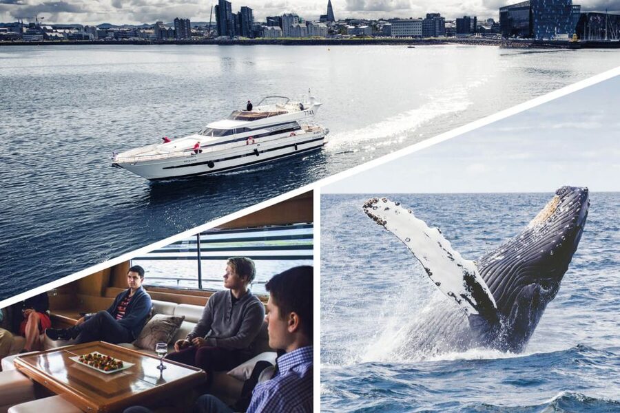 Reykjavik: Whale Watching and Dolphin Watching Yacht Cruise - Summer puffins and the seasonal difference