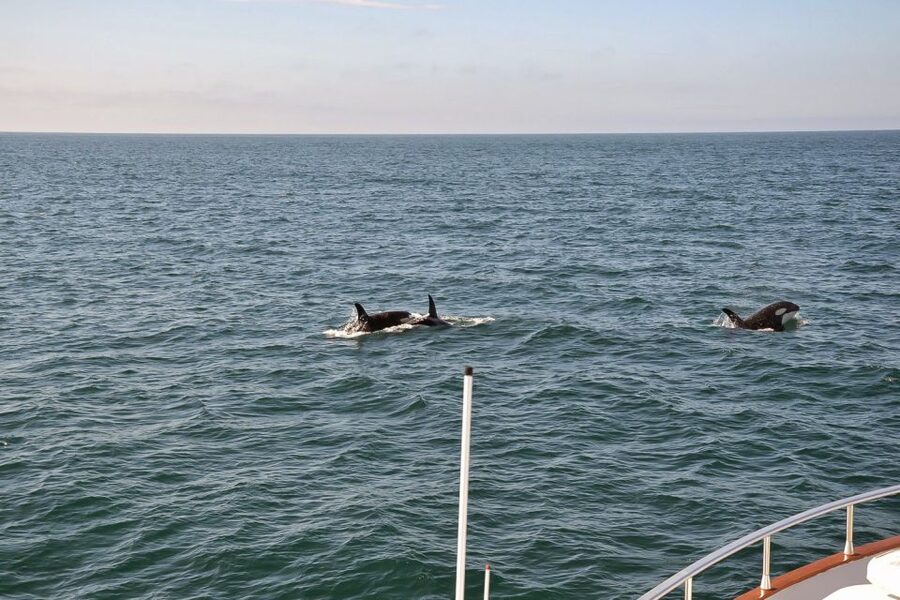 Reykjavik: Whale Watching and Dolphin Watching Yacht Cruise - What the $106 price buys you