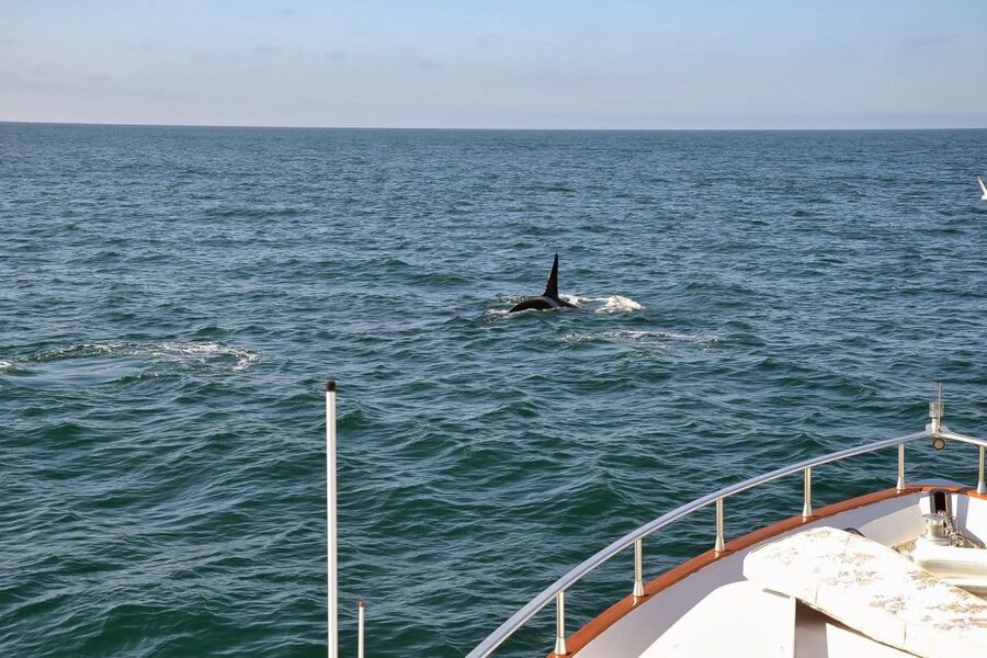 Reykjavik: Whale Watching and Dolphin Watching Yacht Cruise - How the guides shape the experience
