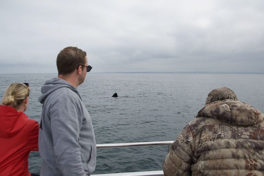 Reykjavik: Whale Watching and Dolphin Watching Yacht Cruise - Who will get the most from this cruise