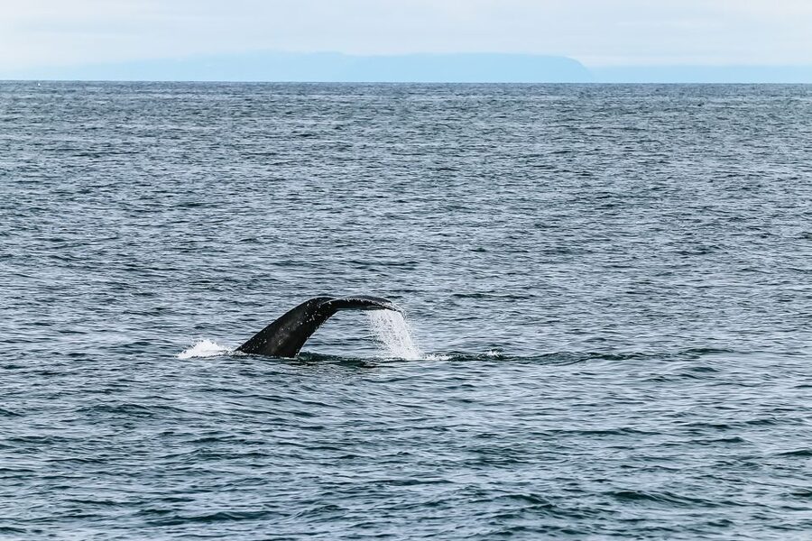 Reykjavík: Whale Watching and Marine Life Cruise - Staying warm on a cold North Atlantic boat
