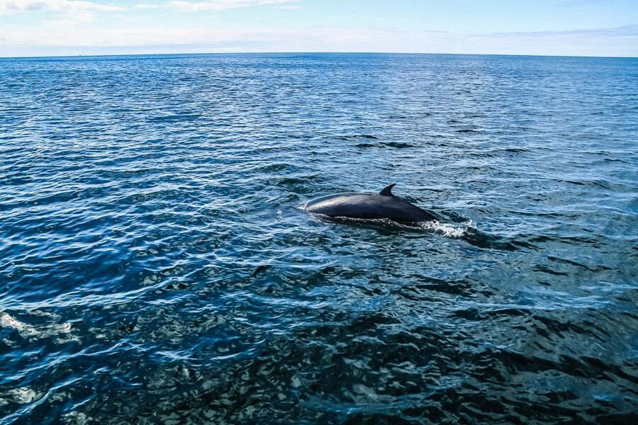 Reykjavík: Whale Watching and Marine Life Cruise - How the $87 price measures up