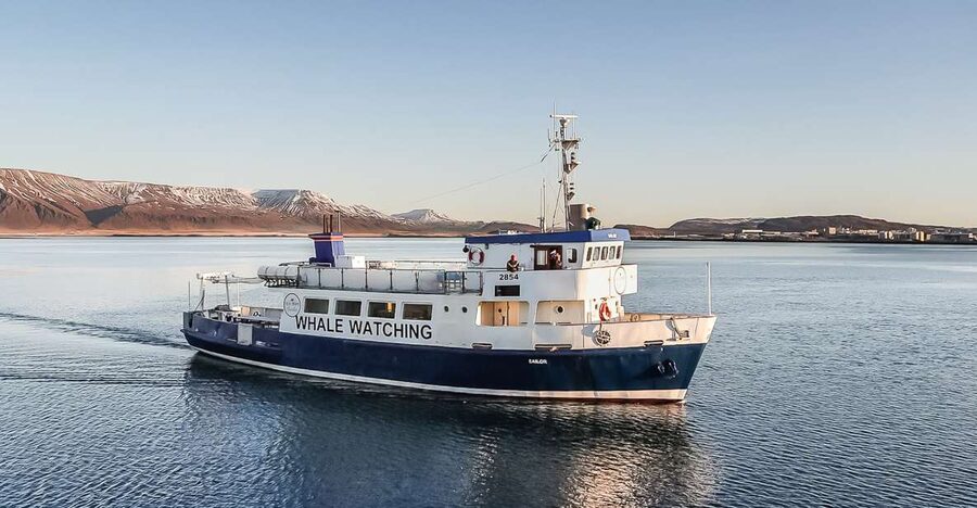 Reykjavík: Whale Watching and Marine Life Cruise - The first hour: searching, watching, and learning