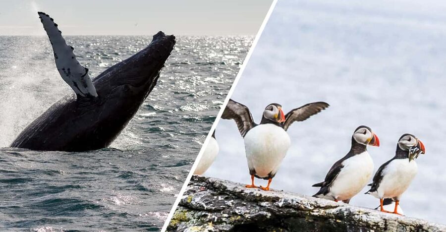 Reykjavik: Whale Watching and Puffin Excursion - Two Iceland wildlife trips from one harbor