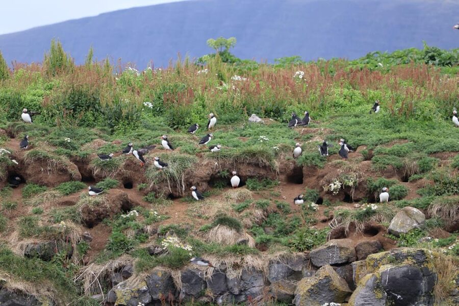 Reykjavik: Whale Watching and Puffin Excursion - Looking for humpback and minke whales