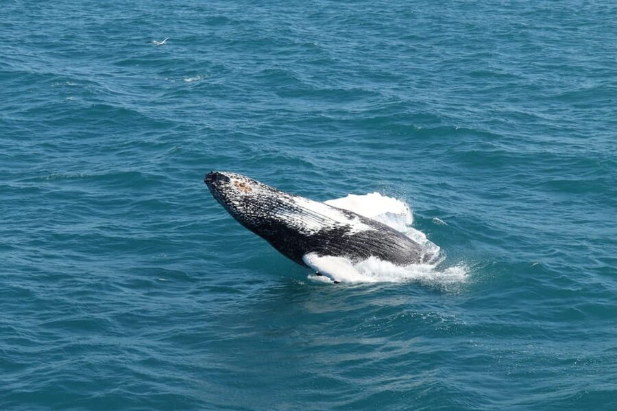 Reykjavik: Whale Watching and Puffin Excursion - What the guides add to the outing