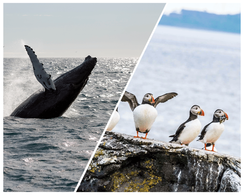 Reykjavik: Whale Watching and Puffin Excursion - Timing the combo around your Reykjavik plans