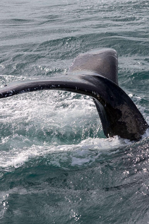 Reykjavik: Whale Watching and Puffin Excursion - The real value of the $153 price