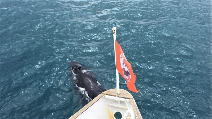 Reykjavik: Whale Watching and Puffin Excursion - Who will enjoy this most