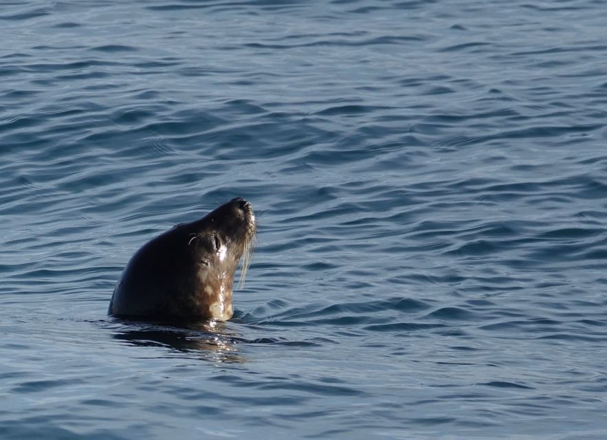 Reykjavik: Whale Watching by RIB Speedboat - Should you book it?