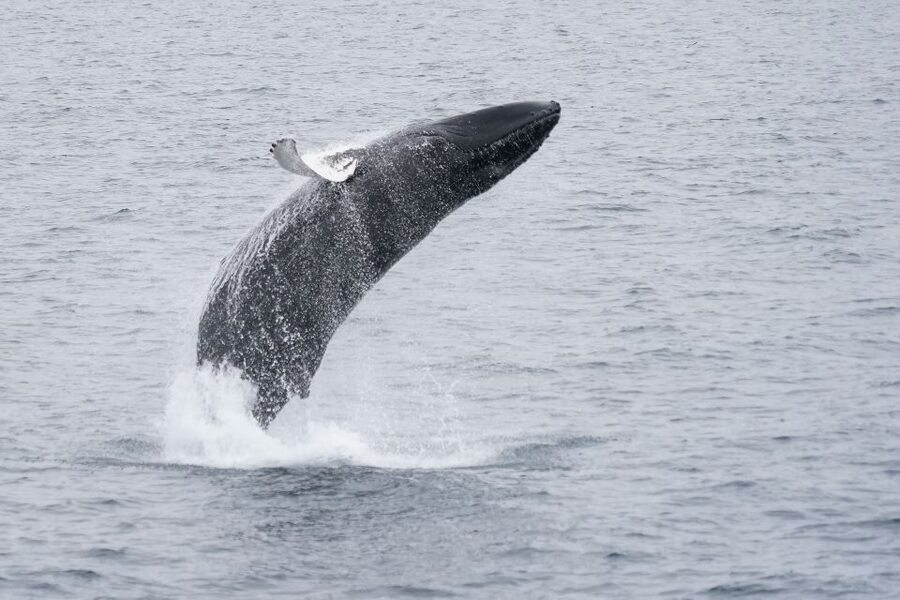 Reykjavik: Whale Watching by RIB Speedboat - Is $200 a fair price?