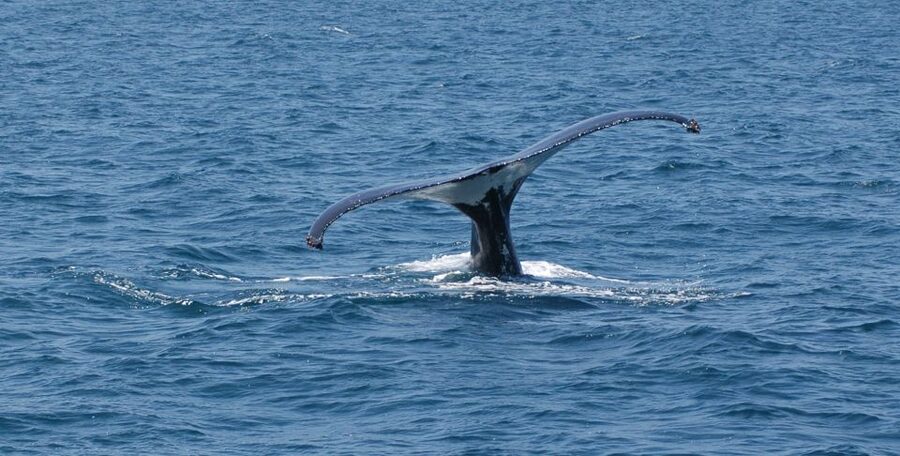 Reykjavik: Whale Watching by RIB Speedboat - Practical booking advice for Reykjavík