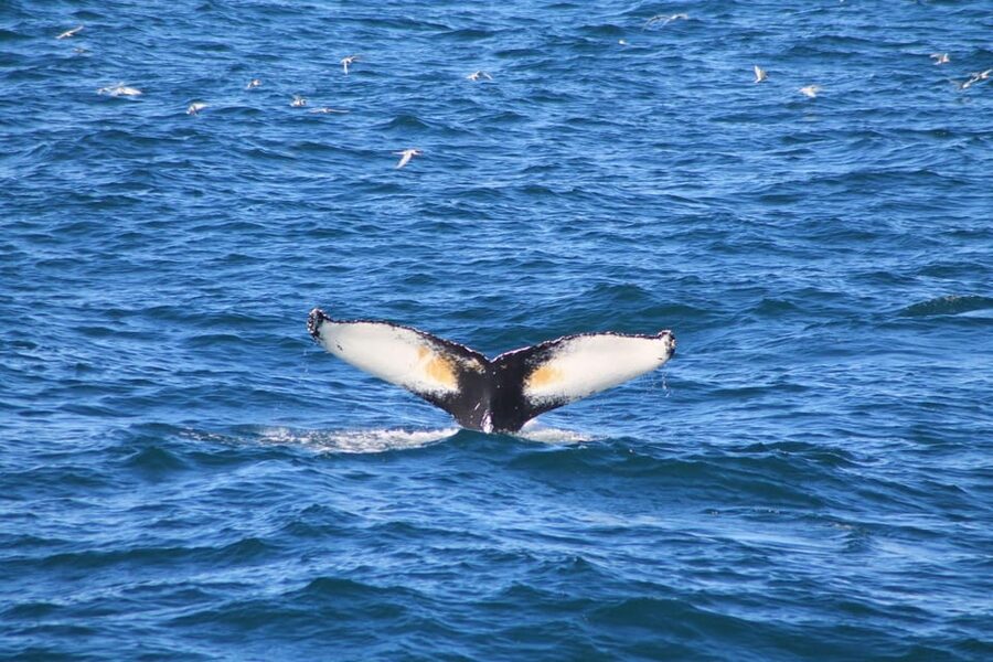 Reykjavík: Whale Watching Cruise and FlyOver Combo Ticket - Two sides of Iceland in one 3.5-hour experience