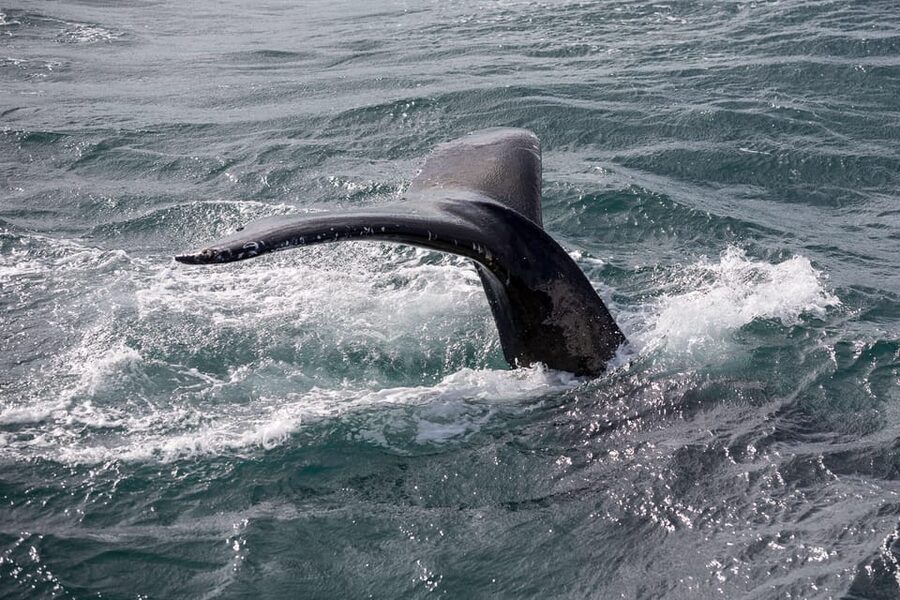 Reykjavík: Whale Watching Cruise and FlyOver Combo Ticket - The whale cruise: a real search, not a guaranteed show