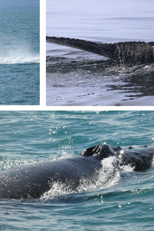 Reykjavík: Whale Watching Cruise and FlyOver Combo Ticket - The schedule can make or break the combination