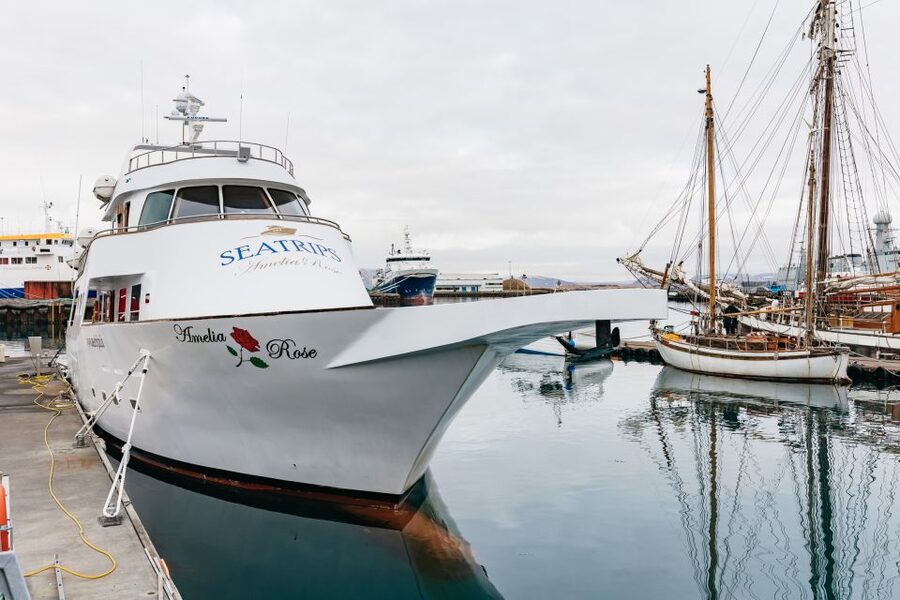 Reykjavík: Whale Watching Cruise on the Amelia Rose Yacht - Key points to know before you sail