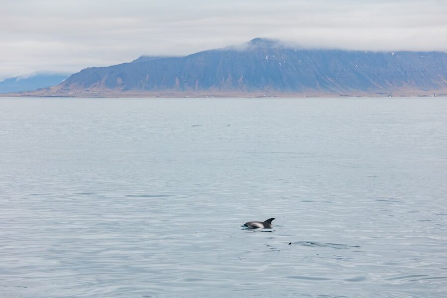 Reykjavík: Whale Watching Cruise on the Amelia Rose Yacht - Leaving Reykjavík’s Old Harbor
