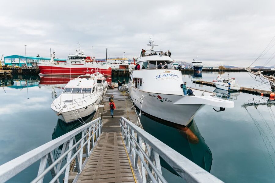 Reykjavík: Whale Watching Cruise on the Amelia Rose Yacht - Guides who make the water easier to read