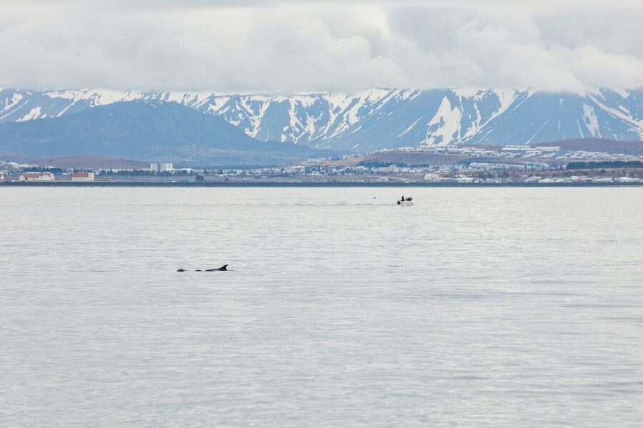 Reykjavík: Whale Watching Cruise on the Amelia Rose Yacht - Timing, weather, and the real cost