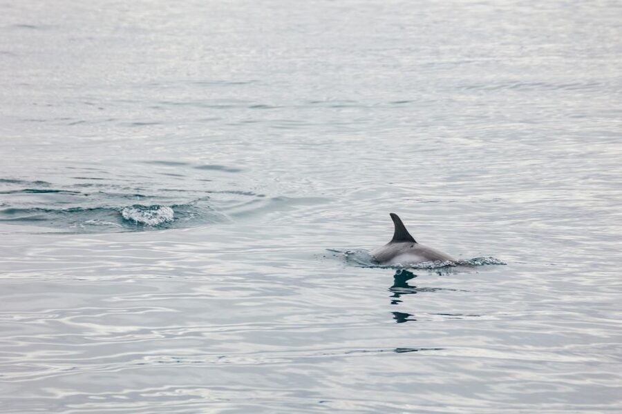 Reykjavík: Whale Watching Cruise on the Amelia Rose Yacht - Practical details that make the day easier