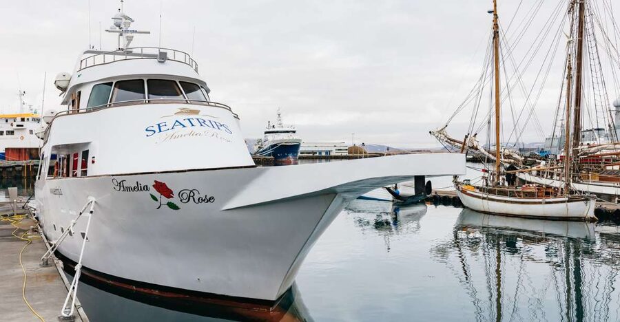 Reykjavík: Whale Watching Cruise on the Amelia Rose Yacht - Three decks, one moving target