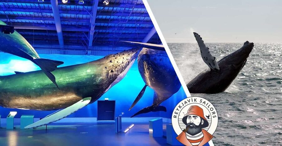 Reykjavik: Whale Watching Excursion & Whale Exhibition - Key points before you book