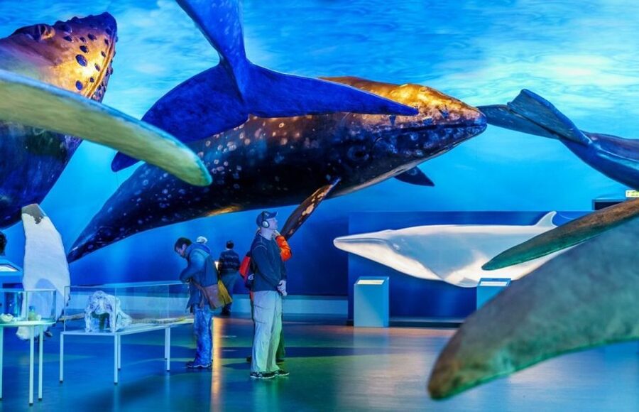 Reykjavik: Whale Watching Excursion & Whale Exhibition - Starting at Geirsgata 11 in central Reykjavik