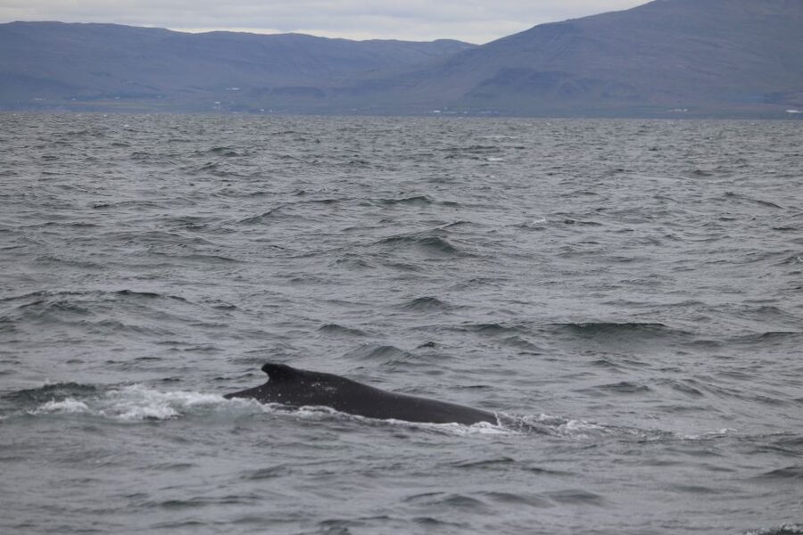 Reykjavik: Whale Watching Excursion & Whale Exhibition - How to handle the cold and rough water