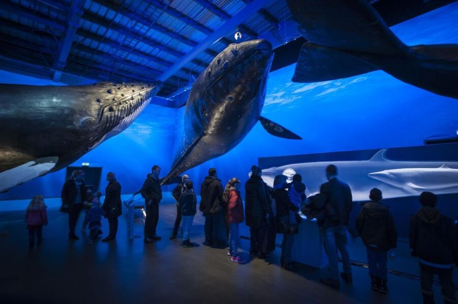 Reykjavik: Whale Watching Excursion & Whale Exhibition - The reward when whales appear