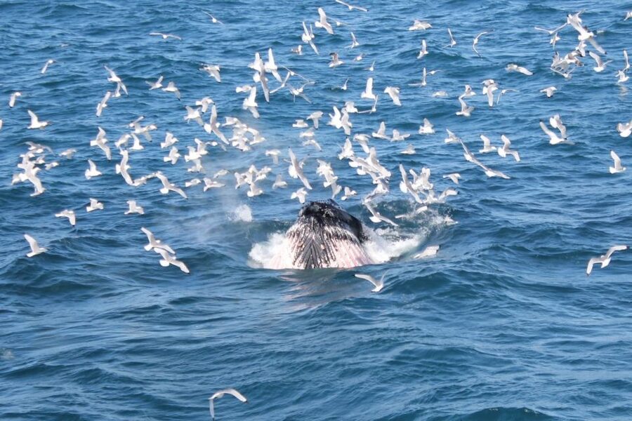Reykjavik: Whale Watching Excursion & Whale Exhibition - Whales of Iceland, a better second act than a souvenir shop