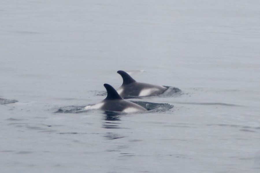 Reykjavik: Whale Watching Excursion & Whale Exhibition - The museum visit lasts about an hour