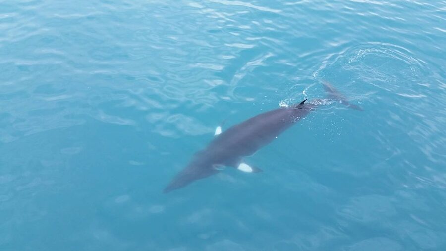 Reykjavik: Whale Watching Excursion & Whale Exhibition - Who will get the most from this outing?