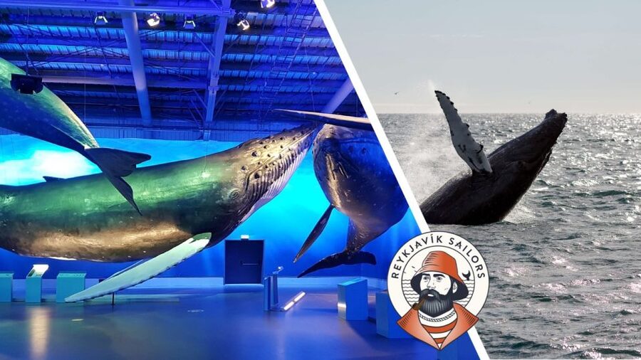 Reykjavik: Whale Watching Excursion & Whale Exhibition - Three hours across Faxaflói