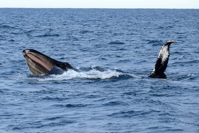 Reykjavik: Whale Watching Express - Key points to know before you sail