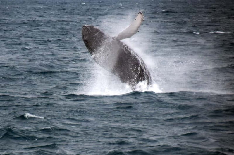 Reykjavik: Whale Watching Express - Why the express boat matters in Reykjavik