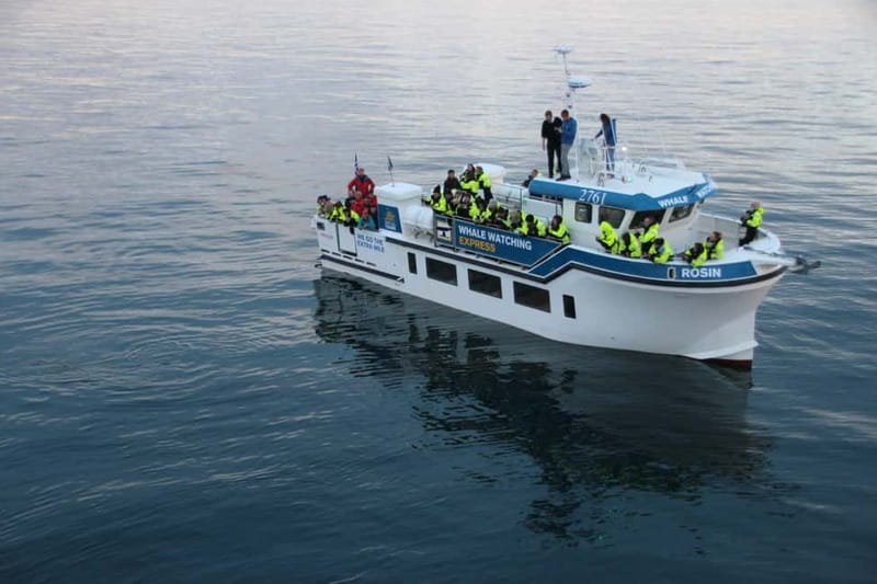 Reykjavik: Whale Watching Express - What the two-hour trip feels like