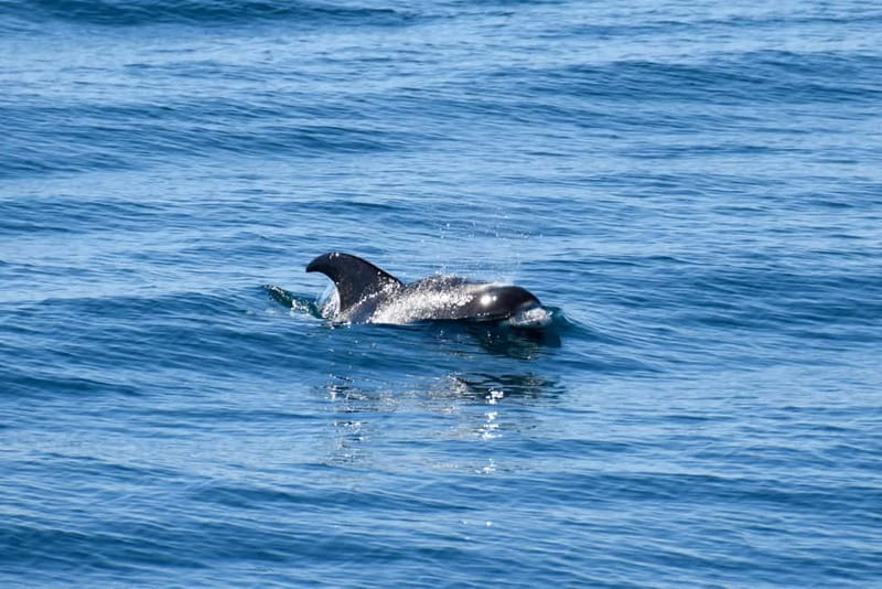 Reykjavik: Whale Watching Express - Finding the best place on the boat