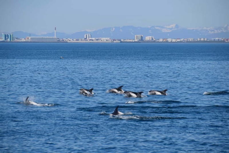 Reykjavik: Whale Watching Express - Guide commentary and crew service