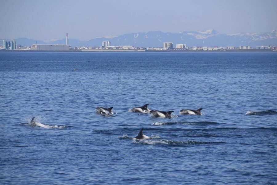 Reykjavik: Whale Watching Express - Is $88 a fair price?