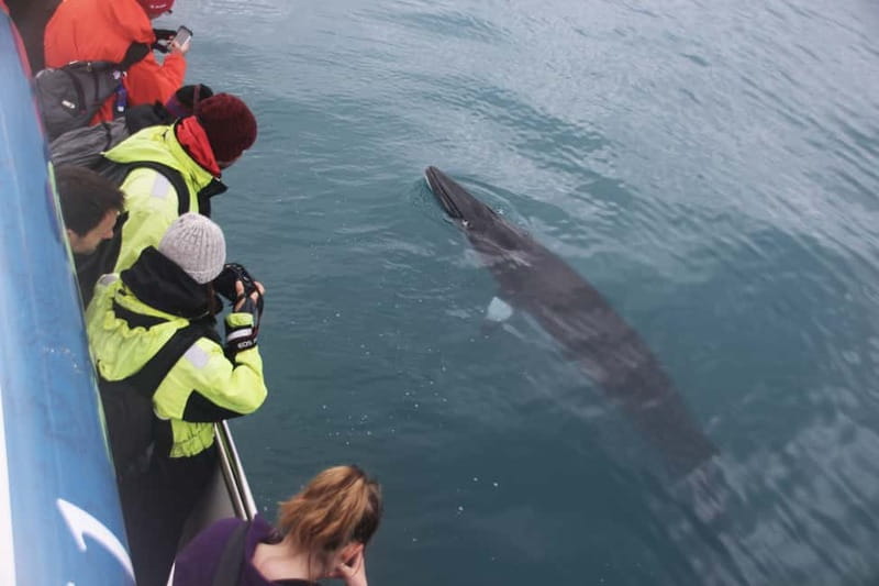 Reykjavik: Whale Watching Express - Who should choose this tour?
